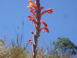 Watsonia pillansii leaves